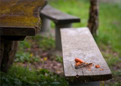 Man lässt doch REX nicht einfach alleine im Wald