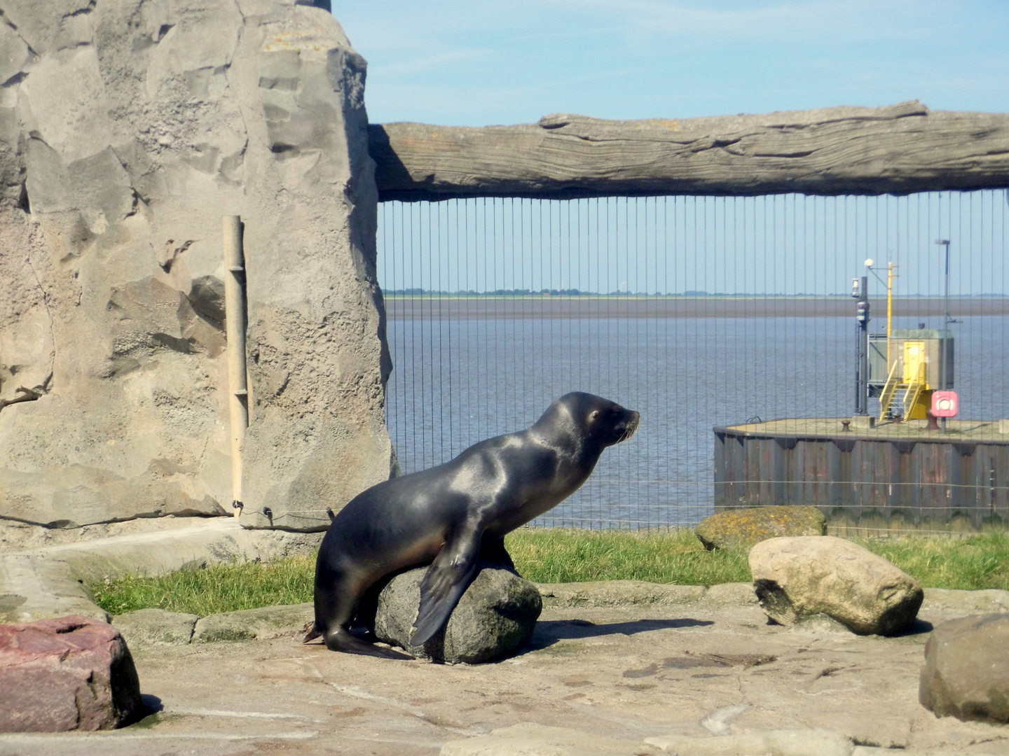 Man läßt sich bewundern. Aufgenommen im Bremerhavener Zoo am Meer