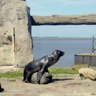 Man läßt sich bewundern. Aufgenommen im Bremerhavener Zoo am Meer