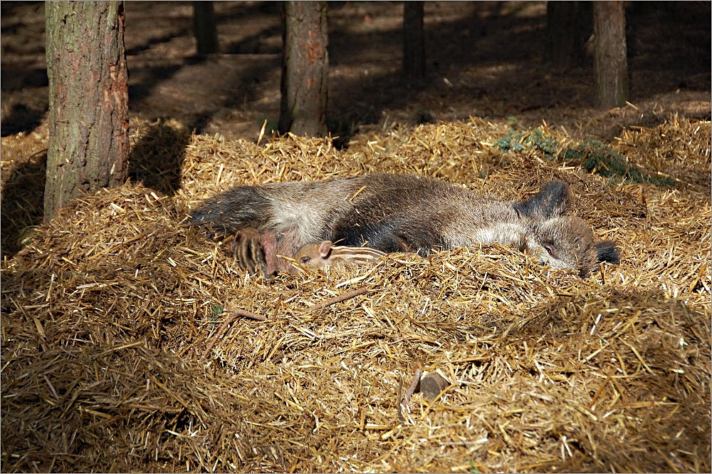 man müsste Schwein sein -