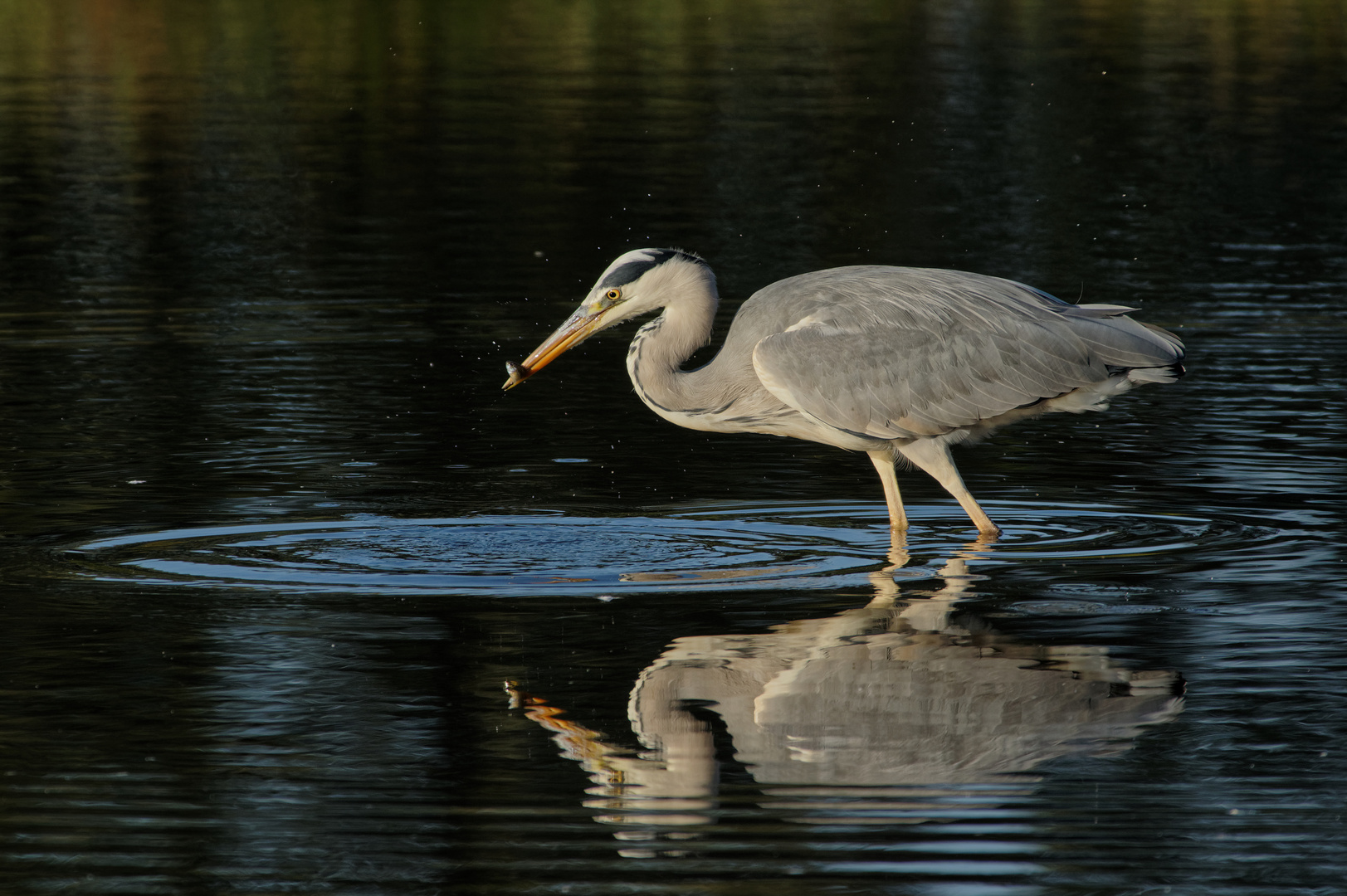 Get Man muss zufrieden sein HD