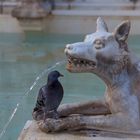 Man muß begreifen, daß man manchmal Taube und manchmal Denkmal ist. © Richard Tauber