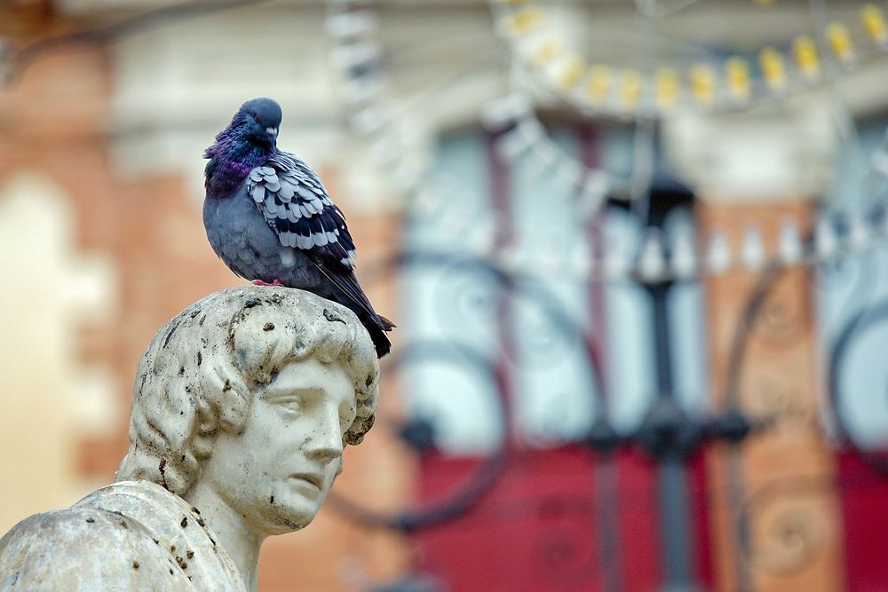 Man muß begreifen, daß man manchmal Taube und manchmal Denkmal ist. © Richard Tauber