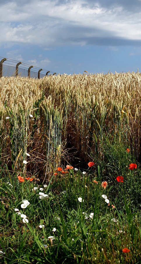 Man muss Mohn nehmen, wie er kommt