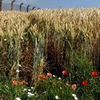 Man muss Mohn nehmen, wie er kommt