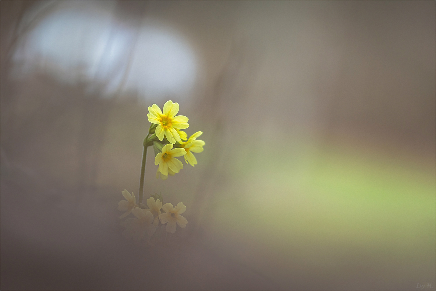 ~Man muss rausgehen, um den Frühling zu erleben~