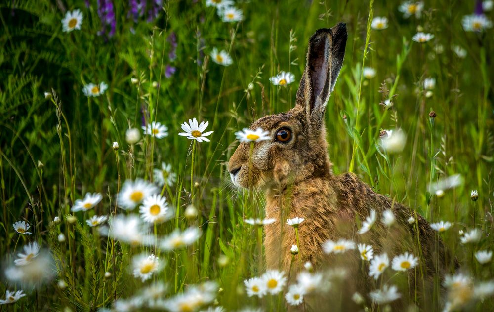 Man nannte ihn - "BLUMEN HASI"