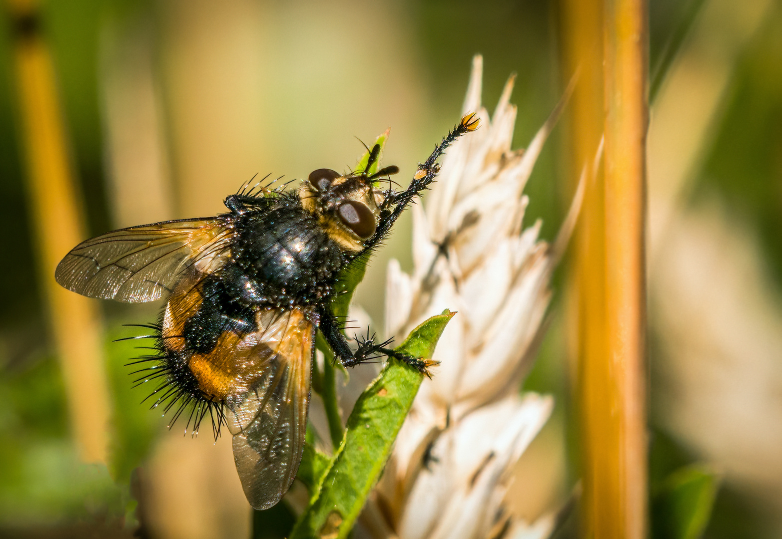 "Man nannte ihn Mücke", kenn ich - Aber nennt sich die Fliege hier?