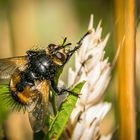 "Man nannte ihn Mücke", kenn ich - Aber nennt sich die Fliege hier?