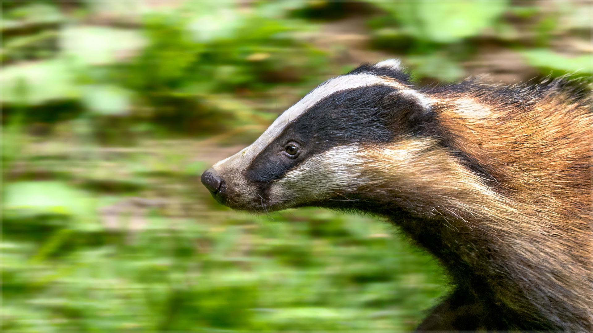 Man nennt ihn Speedy Foto & Bild natur, tier, zoo Bilder auf