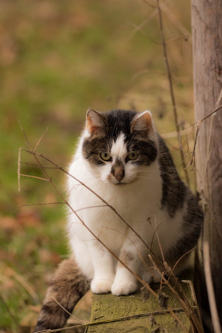 Schuppen Bei Katzen Schuppen Bei Katzen Erkennen Und