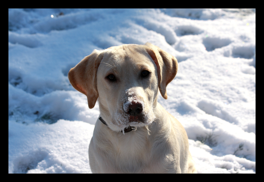 Man oh man der erste Schnee in meinem Leben.... ist das geil!!!