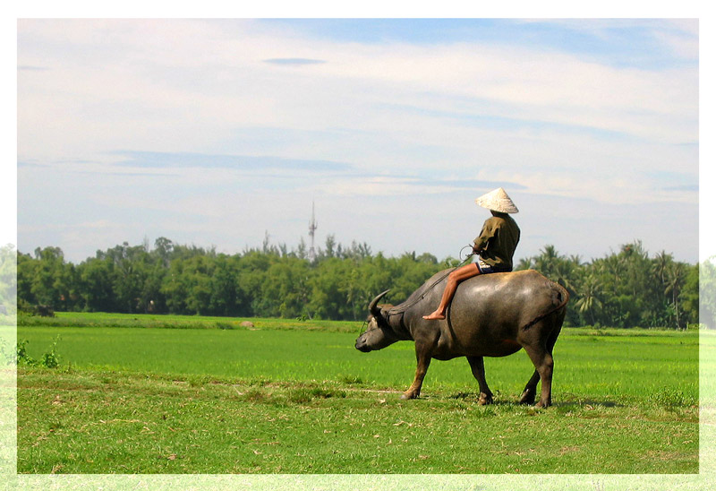 Man on Buffalo