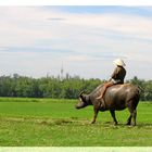 Man on Buffalo