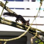 man sagt der teufel sei ein eichhörnchen