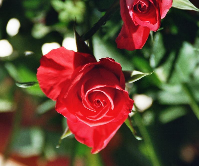 Man sagt, die "Königin der Blumen "