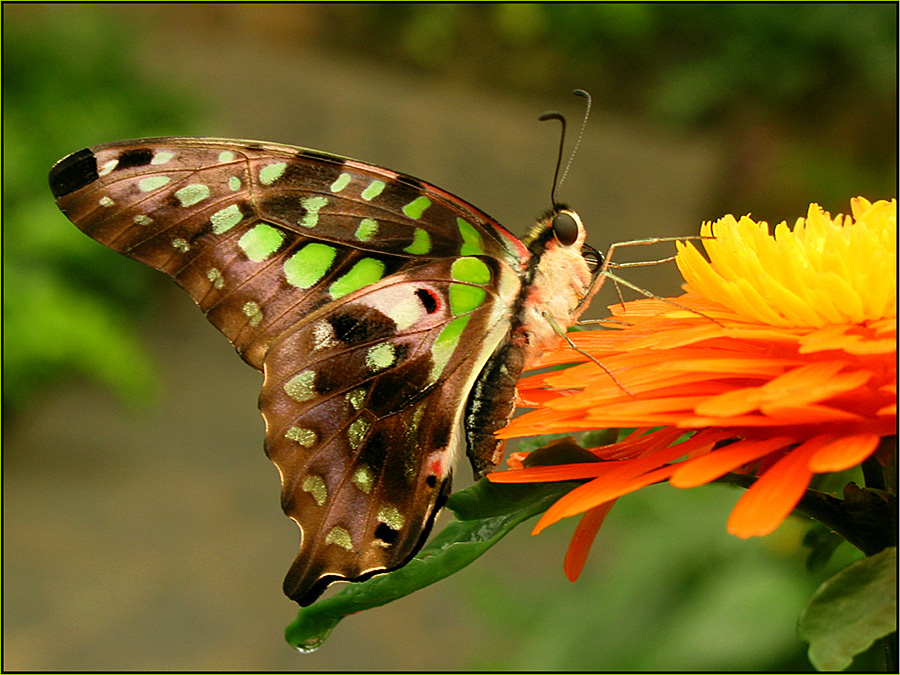 Man sagt, Fotos von Schmetterlingen....