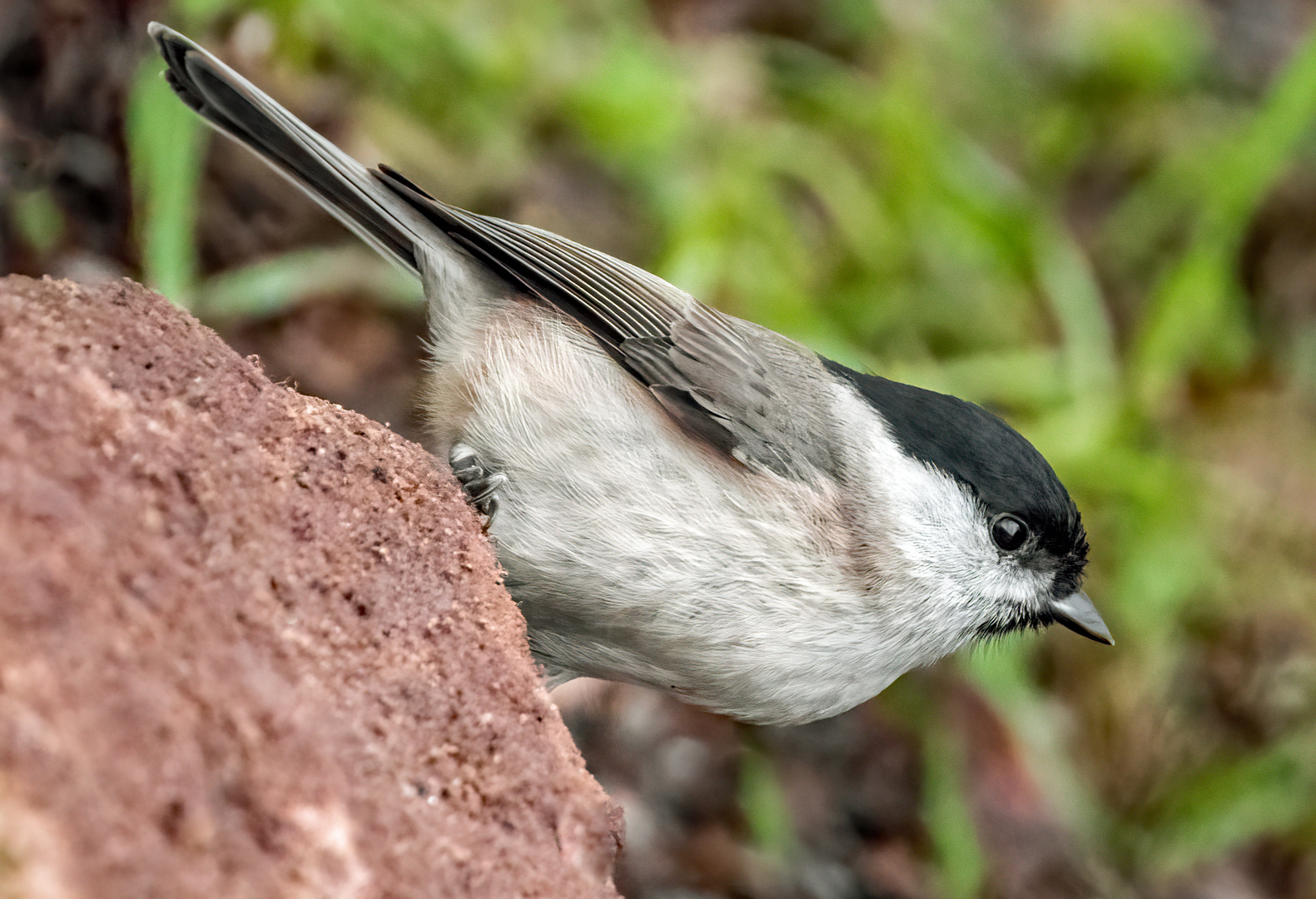 "Man sagt ..... ich hab ne Meise" (ISO 6400)