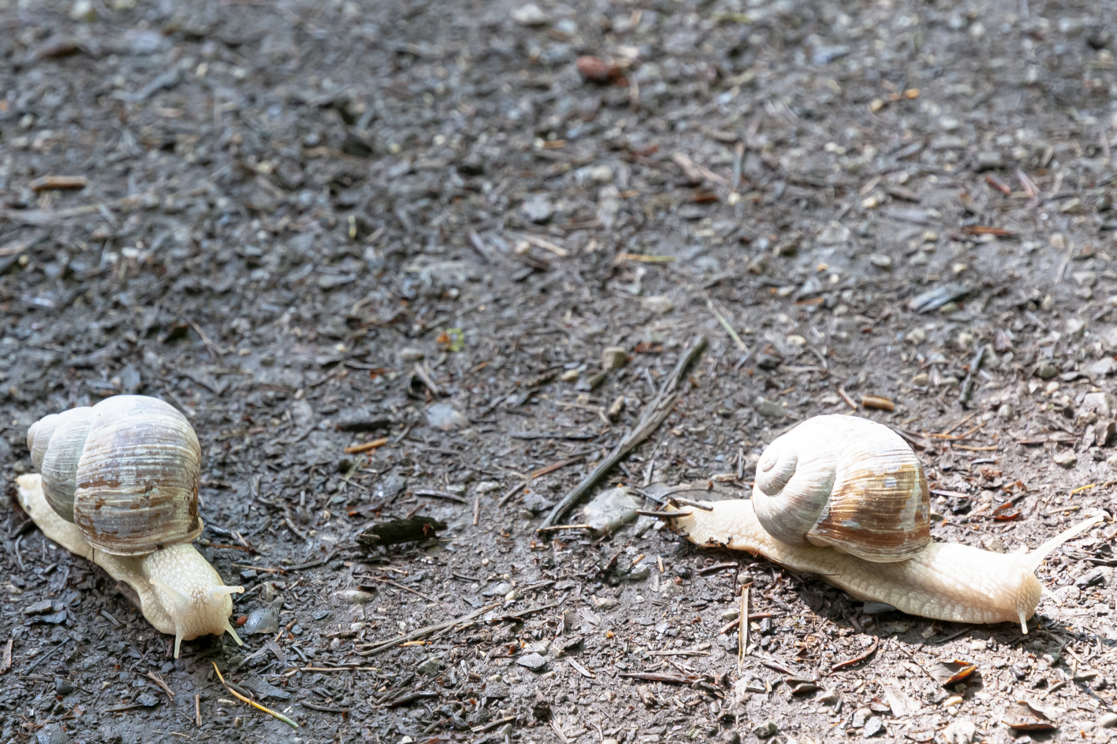 Man schleicht sich an