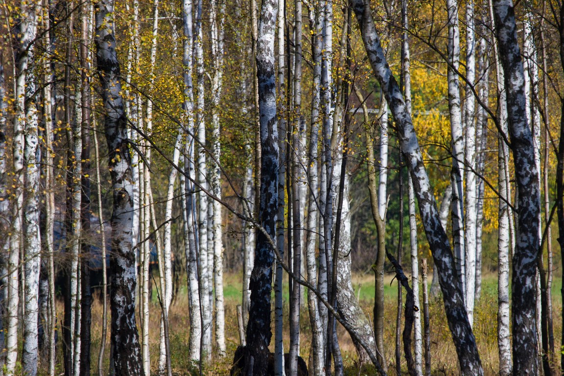 Man sieht den Wald vor ........