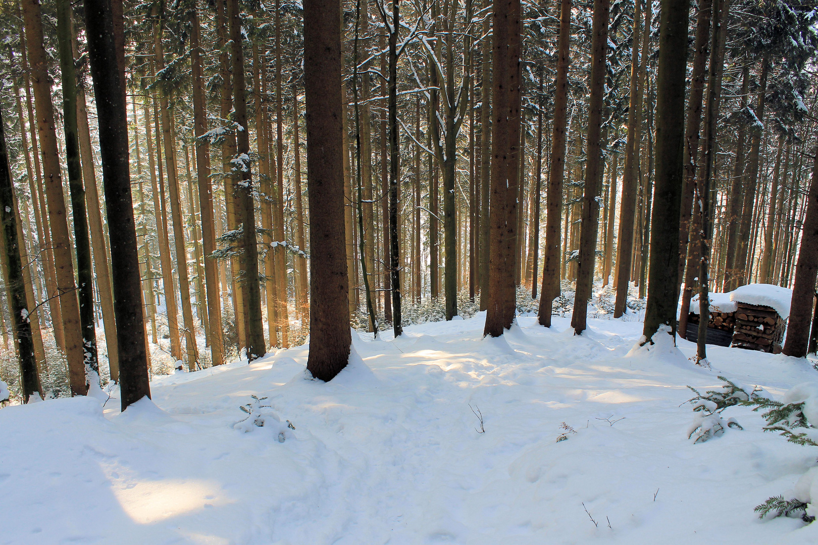 man sieht den Wald vor lauter Bäume nicht