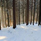 man sieht den Wald vor lauter Bäume nicht