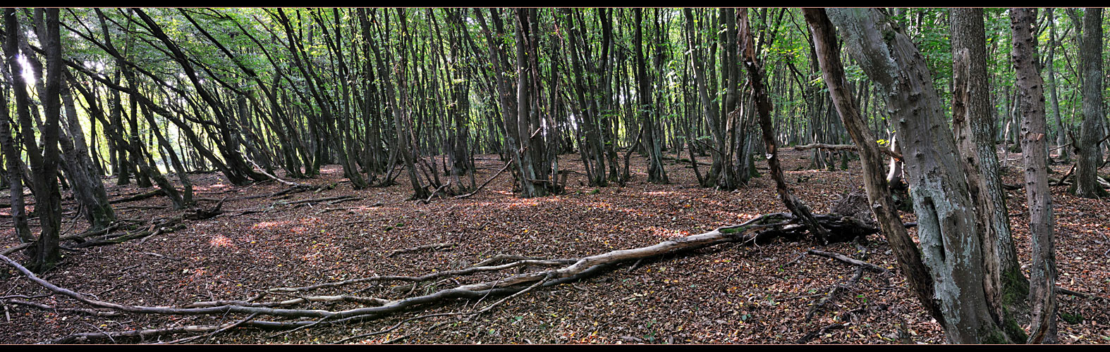 man sieht den Wald vor lauter Bäumen nicht .....