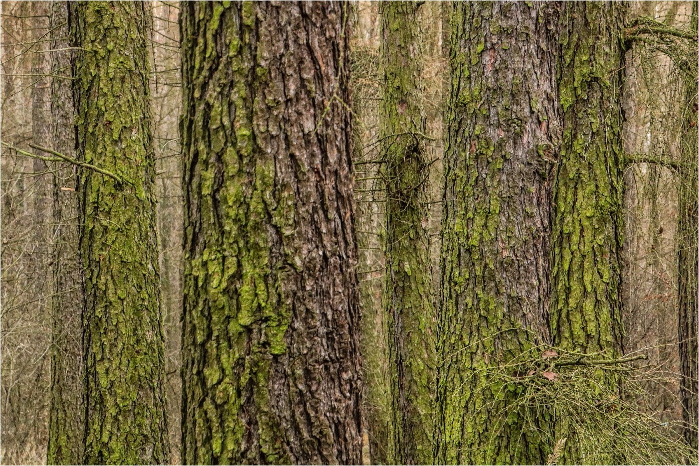 Man sieht den Wald vor lauter Bäumen nicht