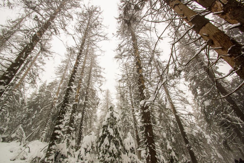 Man sieht den Wald vor lauter