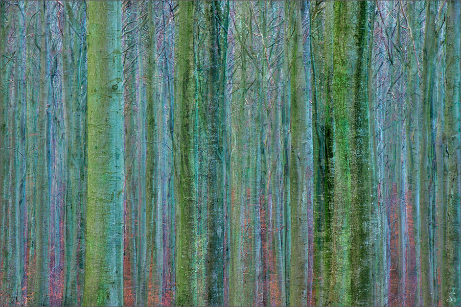 Man sieht den Wald vor lauter