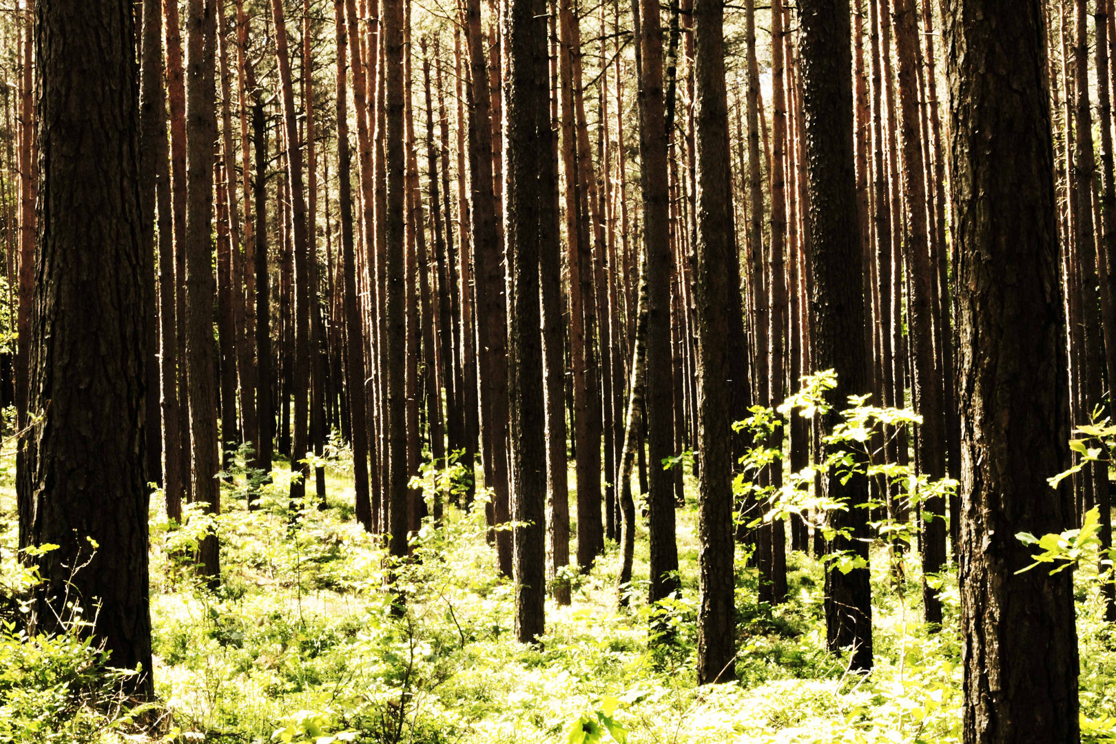 Man sieht den Wald vor lauter Bäumen nicht