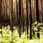 Man sieht den Wald vor lauter Bäumen nicht