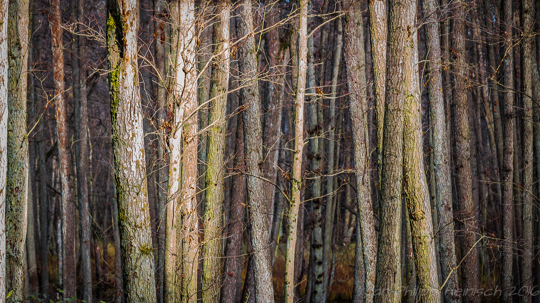 Man sieht den Wald vor lauter Bäumen nicht.