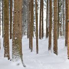 "Man sieht den Wald vor lauter Bäumen nicht"