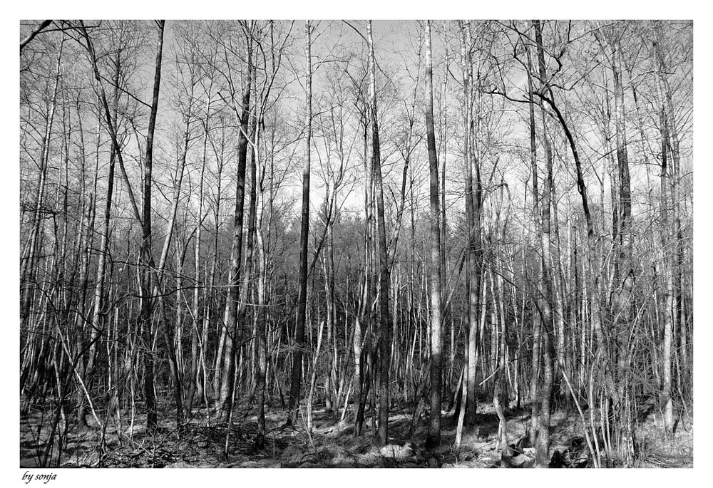 Man sieht den Wald vor lauter