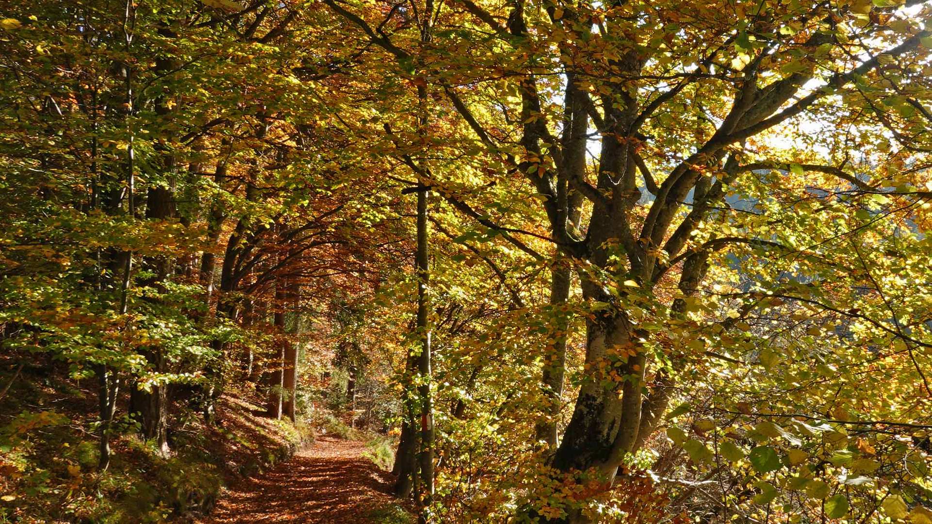 Den Wald Vor Lauter Bäumen Nicht Sehen www.fotocommunity.de