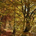 "man sieht den Wald vor lauter Bäumen nicht"