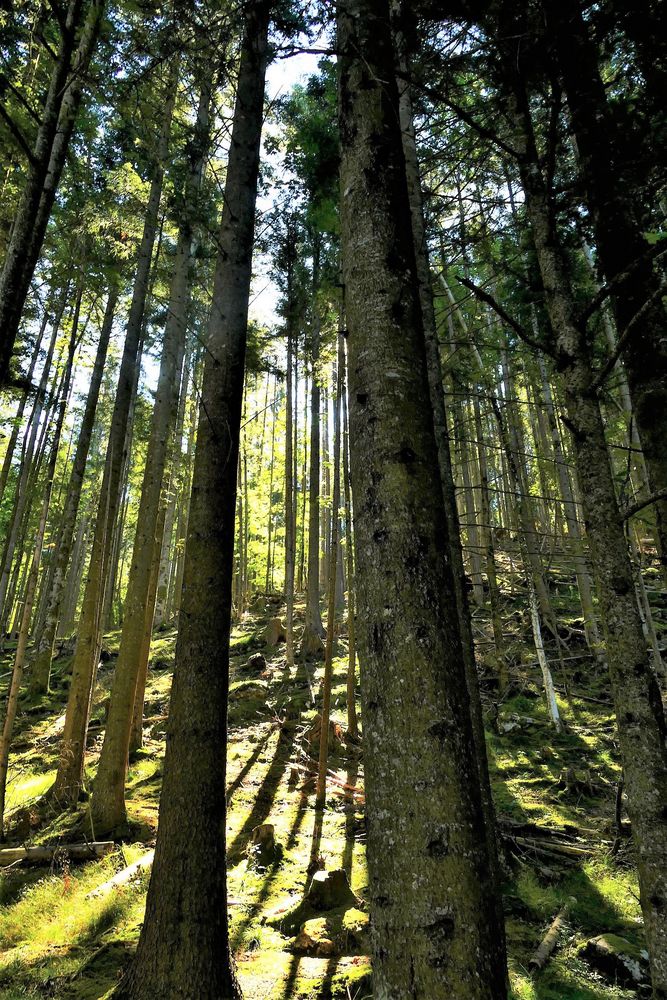 Den Wald Vor Lauter Bäumen Nicht Sehen Bedeutung Man sieht den Wald vor lauter Bäumen nicht Foto & Bild | world, spezial