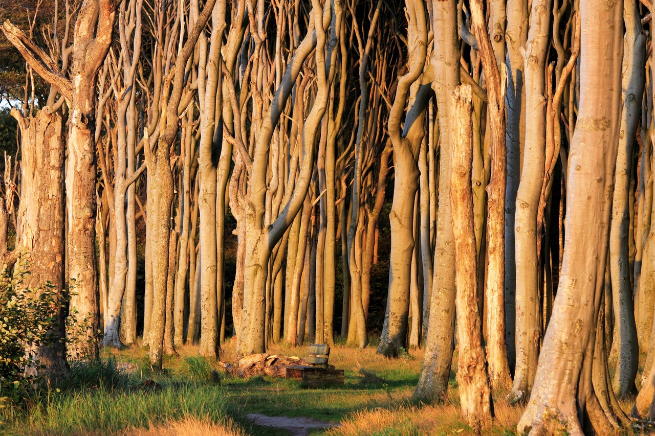 Man sieht den Wald vor lauter Bäumen nicht... Foto & Bild deutschland, europe, mecklenburg