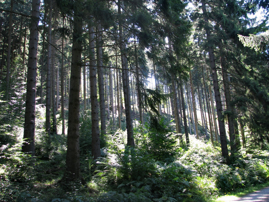 Den Wald Vor Lauter Bäumen Nicht Sehen Bedeutung Man sieht den Wald vor lauter Bäumen nicht.... Foto & Bild | pflanzen