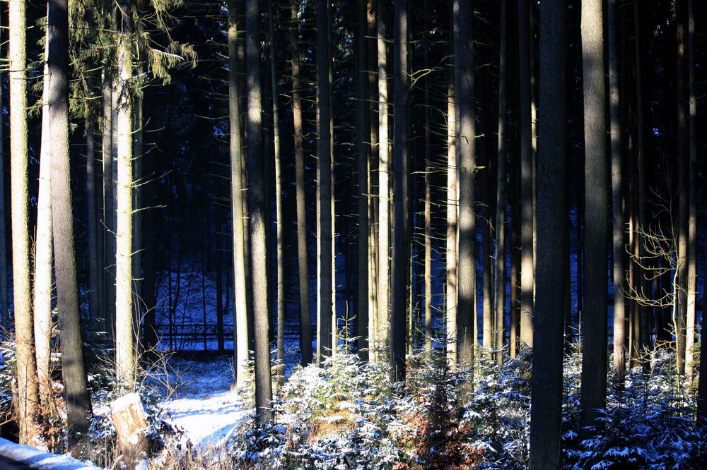 man sieht den Wald vor lauter Bäumen nicht Foto & Bild wald, sonne, winter Bilder auf
