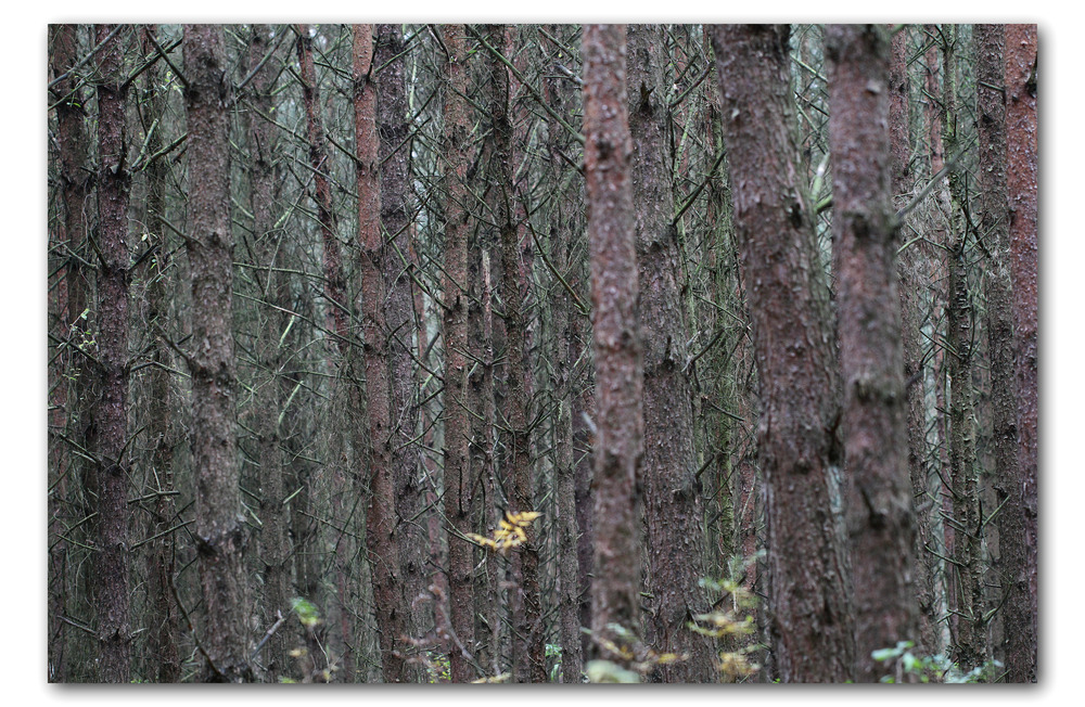 Man sieht den Wald vor lauter Bäumen nicht