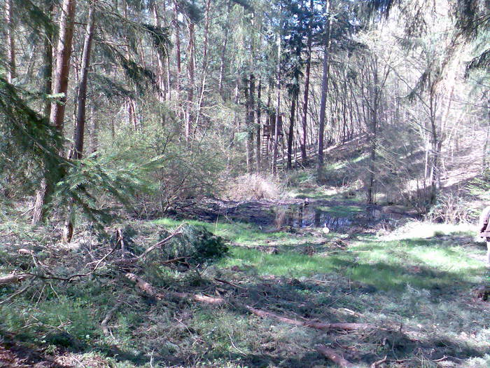 Man sieht den Wald vor lauter Bäumen nicht