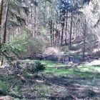 Man sieht den Wald vor lauter Bäumen nicht