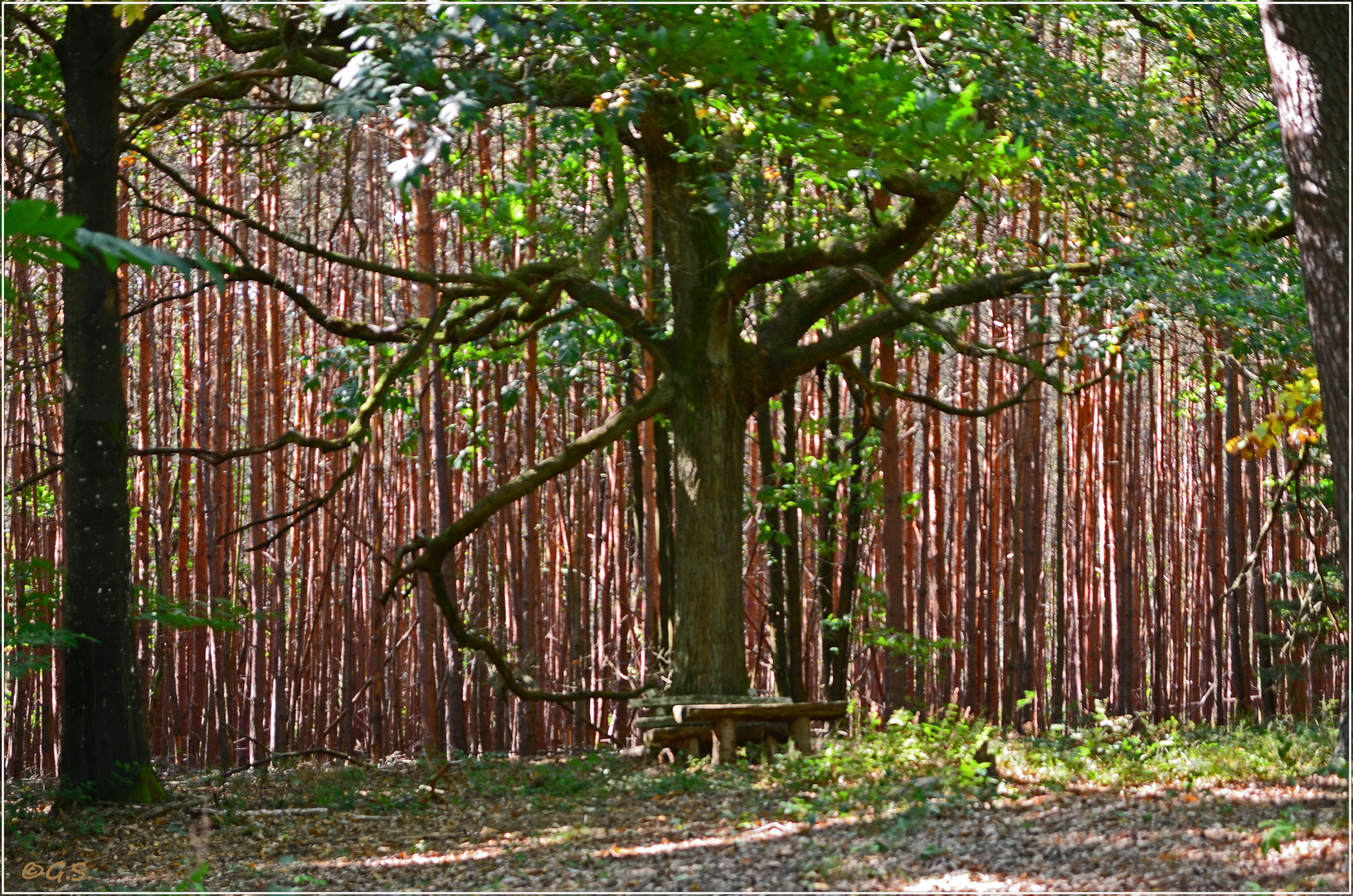 Den Wald Vor Lauter Bäumen Nicht Sehen Bedeutung Man sieht den Wald vor lauter Bäumen nicht. Foto & Bild | landschaft