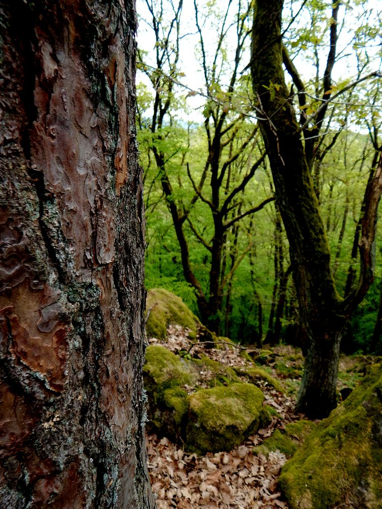 man sieht den Wald vor lauter