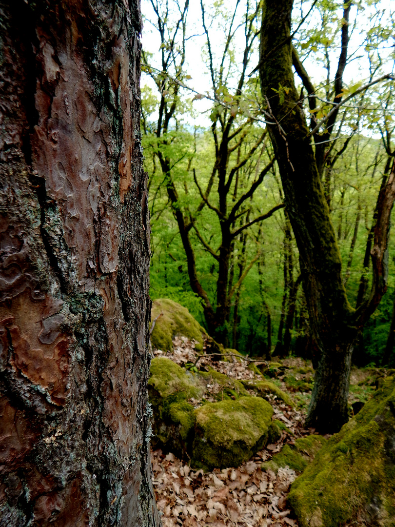 man sieht den Wald vor lauter Bäumen nicht