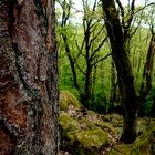 man sieht den Wald vor lauter Bäumen nicht