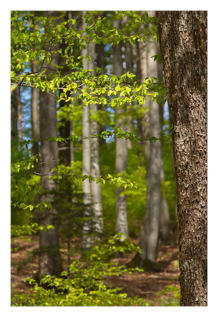 Man sieht den Wald vor lauter Bäumen nicht!!!