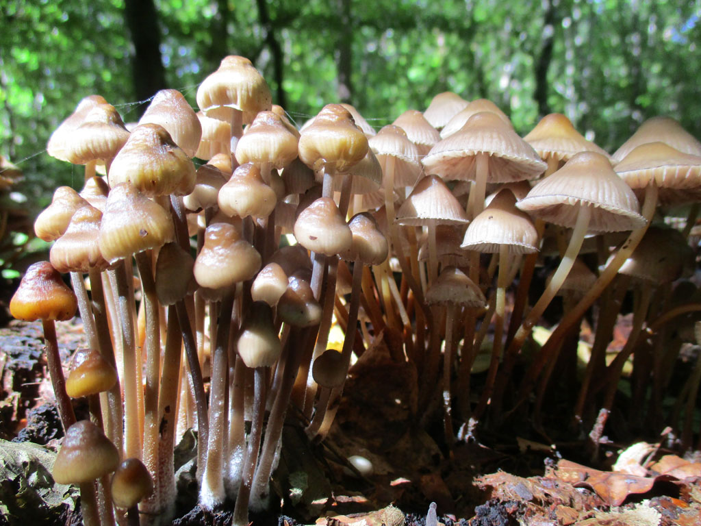 Man sieht den Wald vor lauter Pilzen kaum 